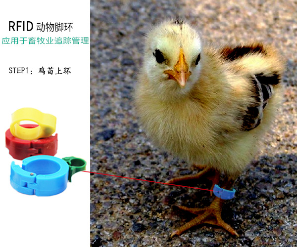 RFID技术助力畜牧养殖溯源管理:科技让食品更安全可靠 - RFID标签,射频识别标签厂家,电子标签价格,RFID读写器-深圳艾森物联