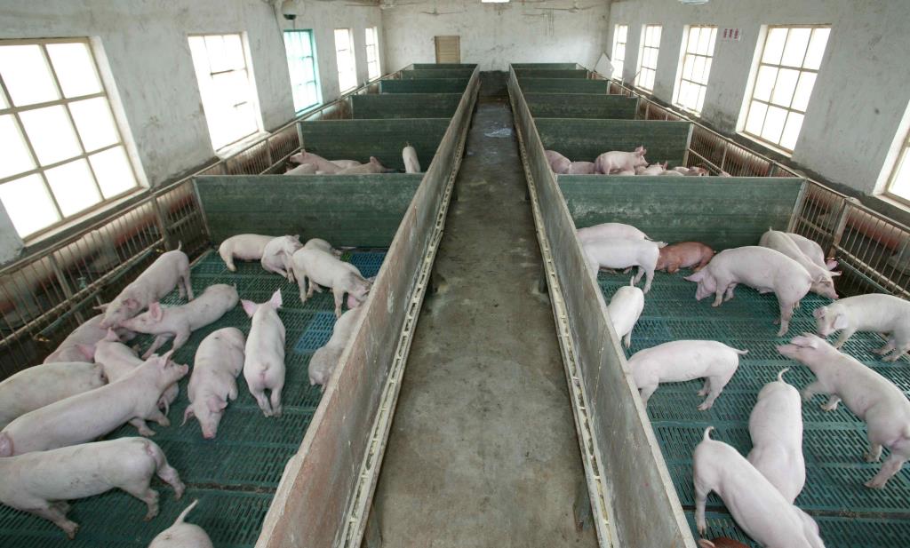 RFID技术保障肉类安全：探究活猪屠宰溯源插图