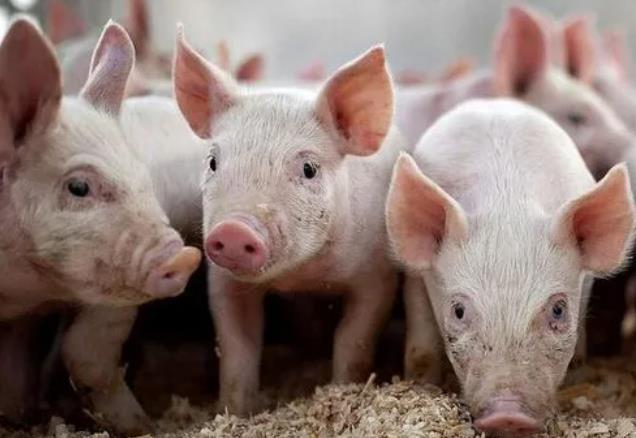 RFID技术保障肉类安全：探究活猪屠宰溯源缩略图