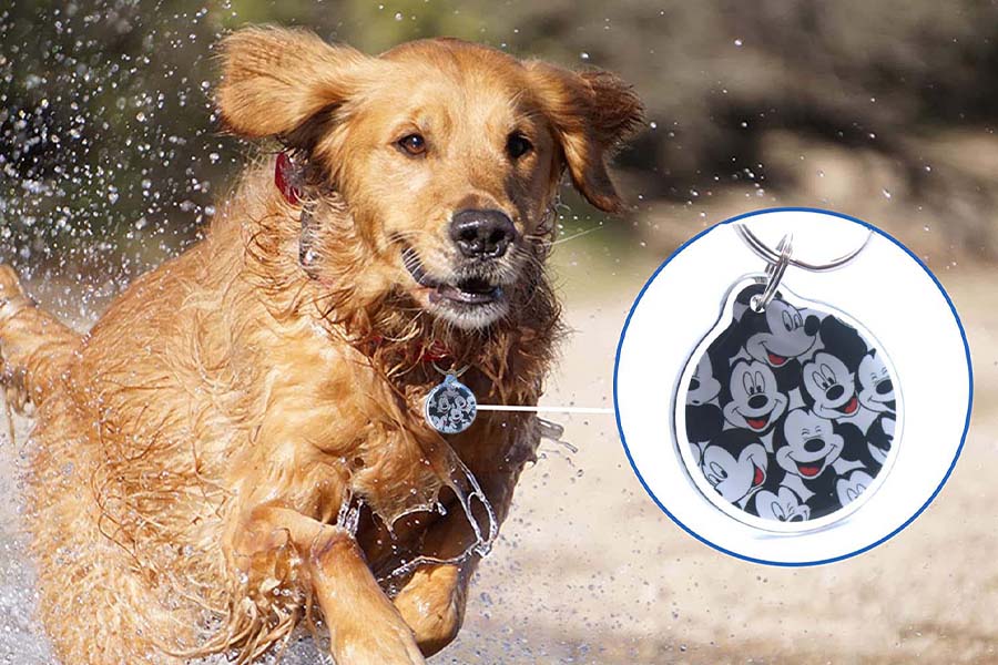 犬只跟踪和定位管理中运用RFID技术实现智能化管理插图